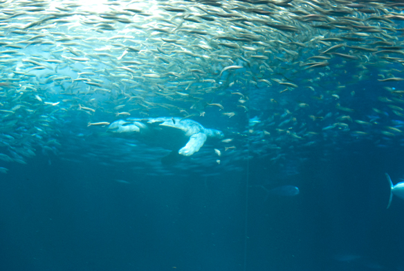 Deep Sea Monterey Bay Aquarium