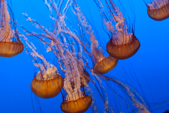 Jelly Fish Monterey Bay Aquarium