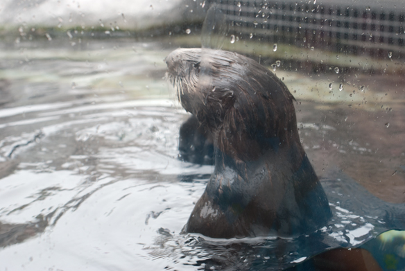 Sea Otter Monterey Bay Aquarium