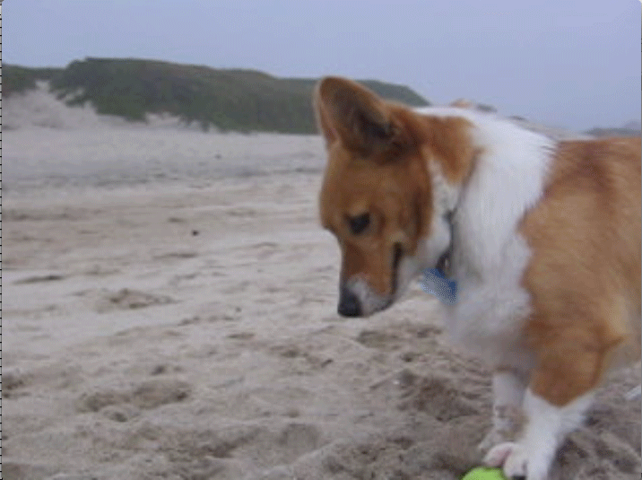 corgi rolling tennis ball on beach