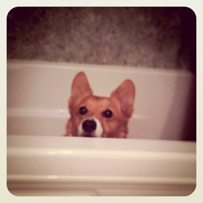 corgi in bathtub