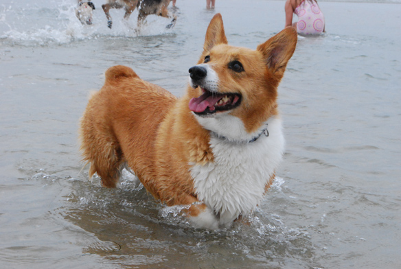 Dobi the corgi at the beach