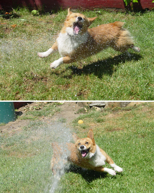 Corgi chasing water hose