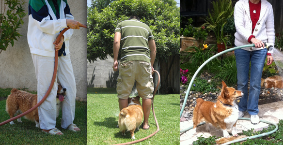 corgi and water hose