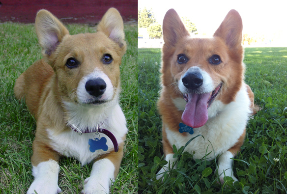 Welsh Corgi puppy to adult 