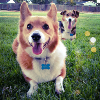 corgi photobomb