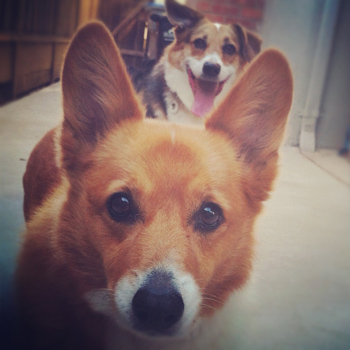 corgi photobomb