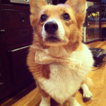corgi in a bow tie